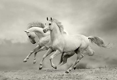 Fototapeta Arabské koně 24440